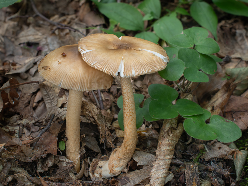 Amanita beckeri